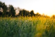 grass